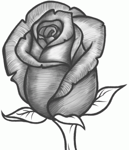 How to Draw a Rose Bud, Rose Bud, Step by Step, Flowers, Pop ...