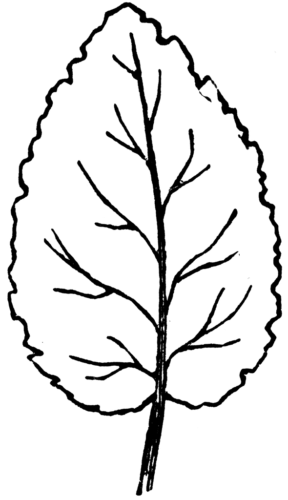 Clip art of a leaf image #10284