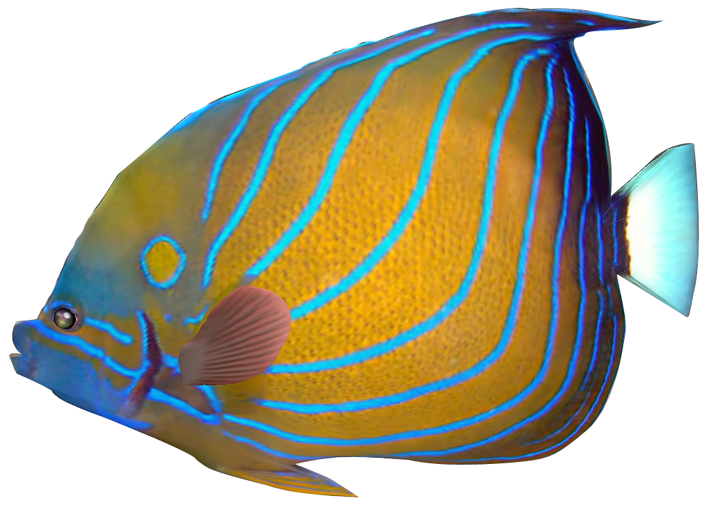 Tropical Fish Clip Art Free ClipArt Best