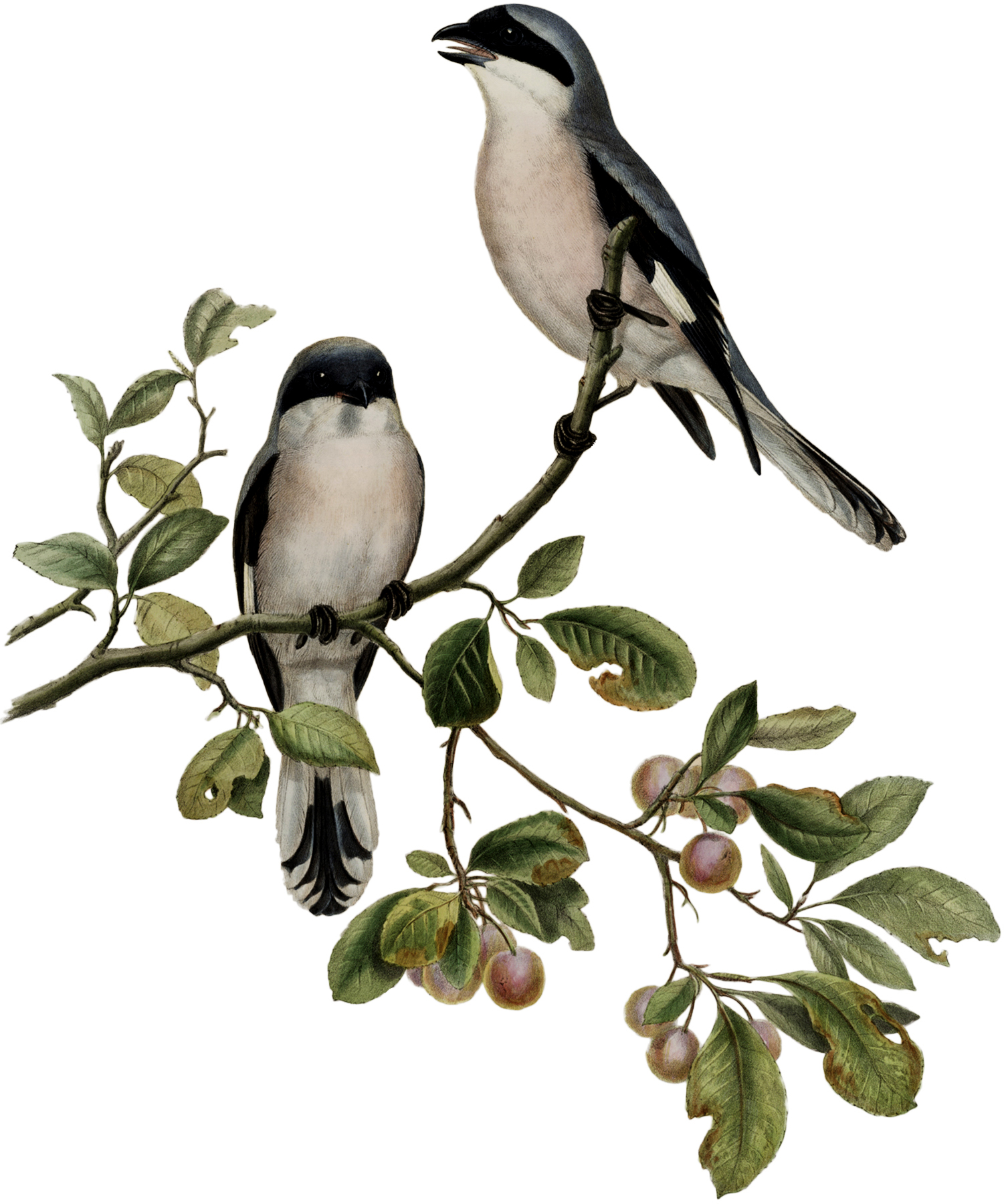 Gorgeous Antique Birds on Branch Image! - The Graphics Fairy