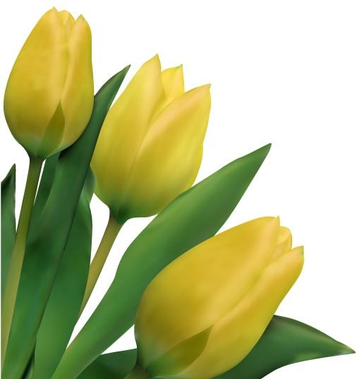 Tulip free vector download (170 Free vector) for commercial use ...