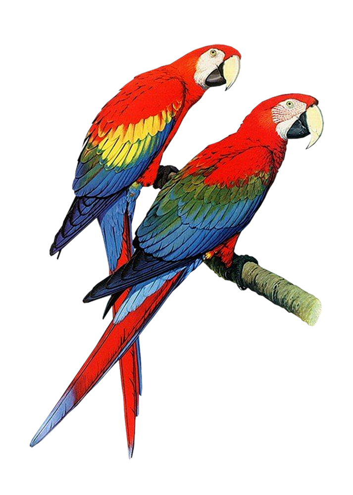 Best Parrot Clipart #16717 - Clipartion.com
