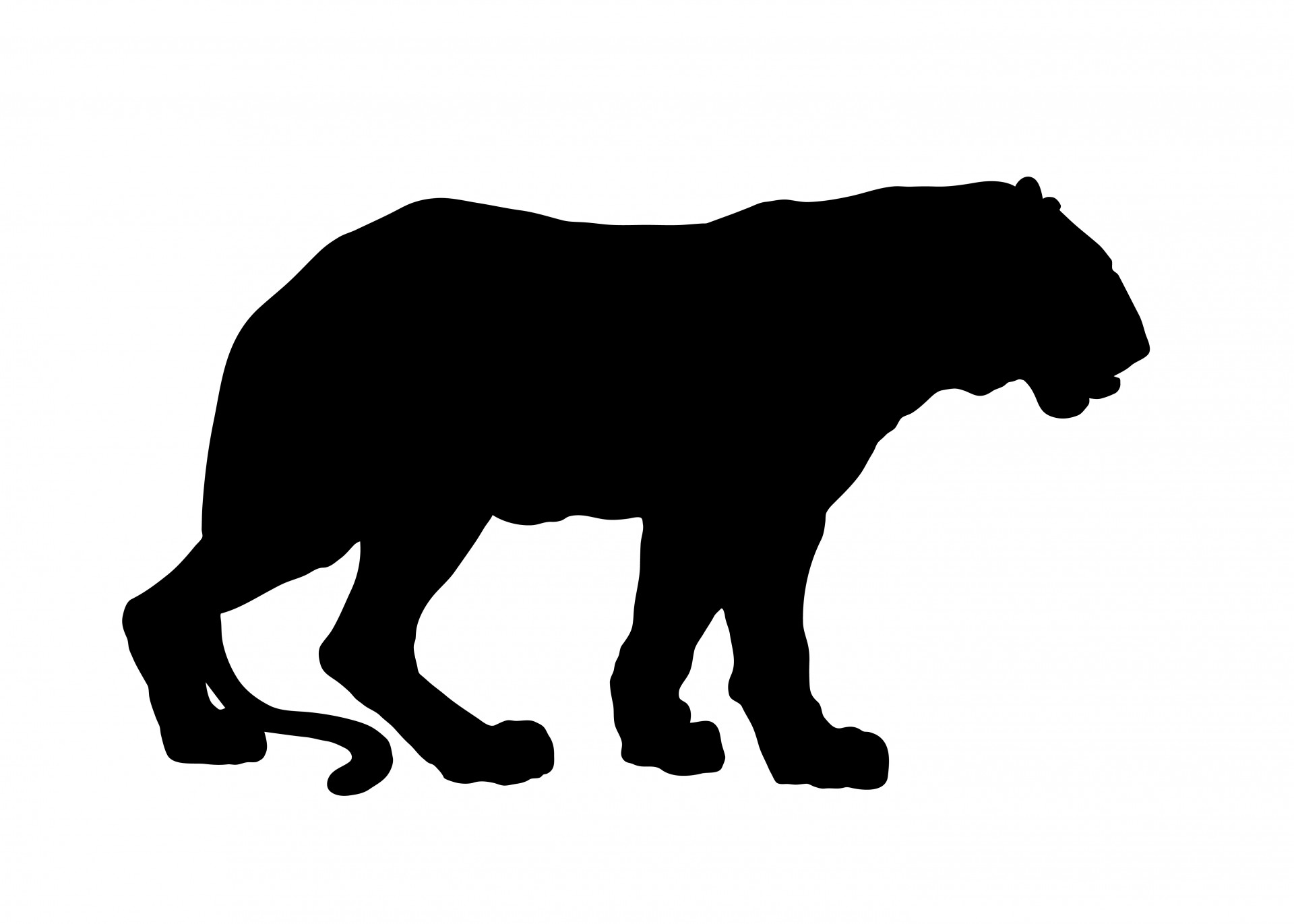 Tiger Silhouette Free Stock Photo - Public Domain Pictures