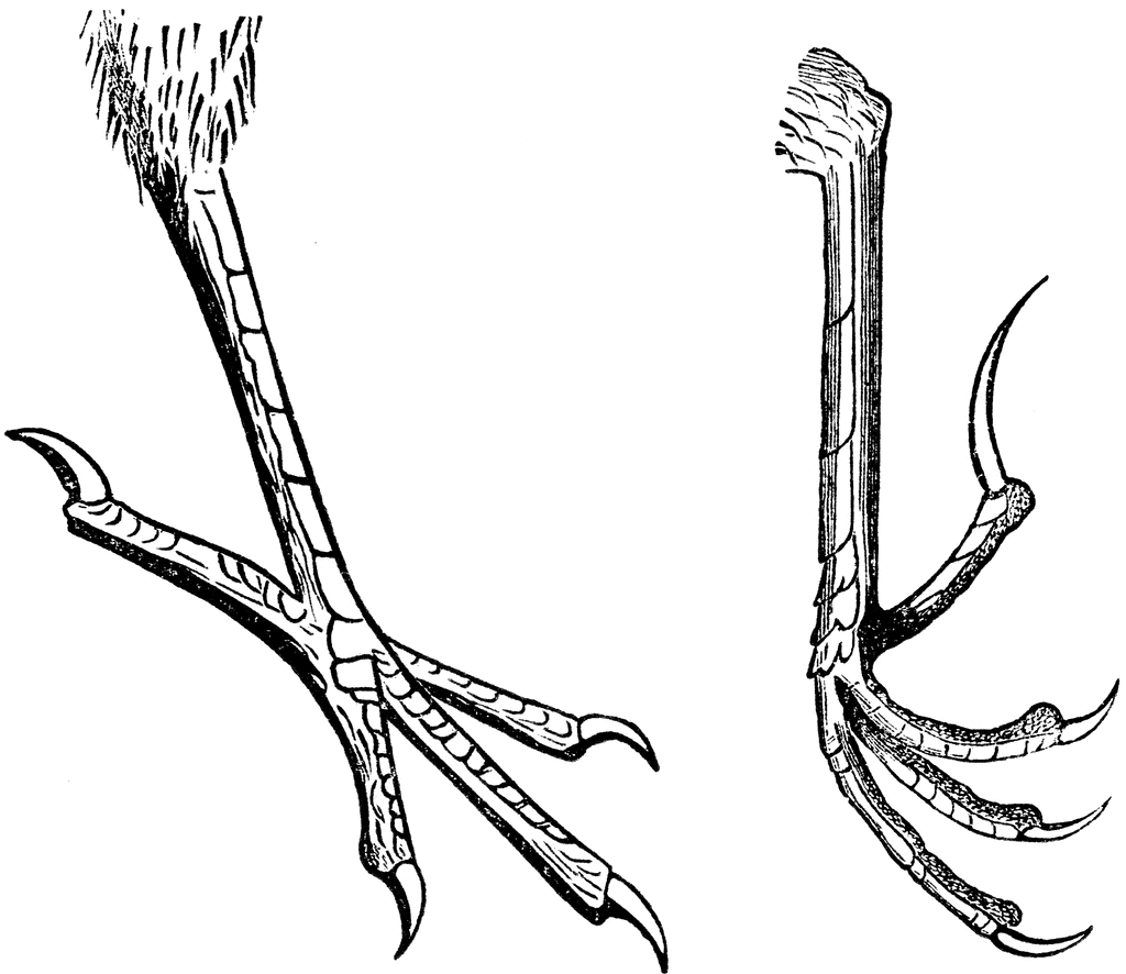 Typical Passerine Bird Feet | ClipArt ETC