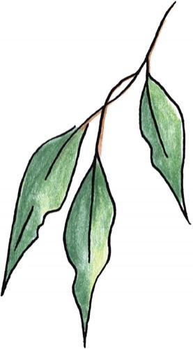 Leaves