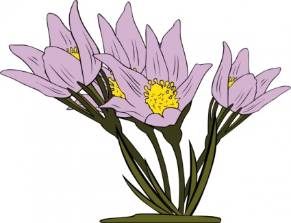 Crocus Saffron Vector - Download 21 Vectors (Page 1)