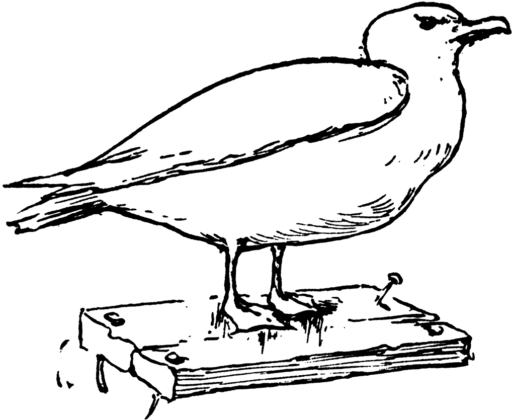 Seagull | ClipArt ETC