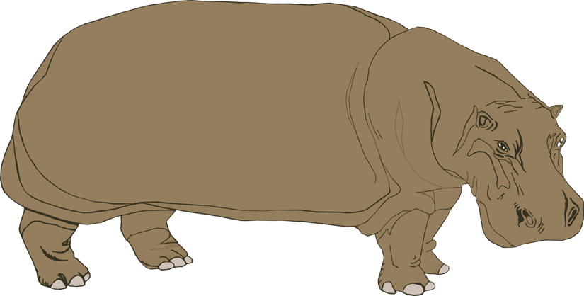 Hippopotamus