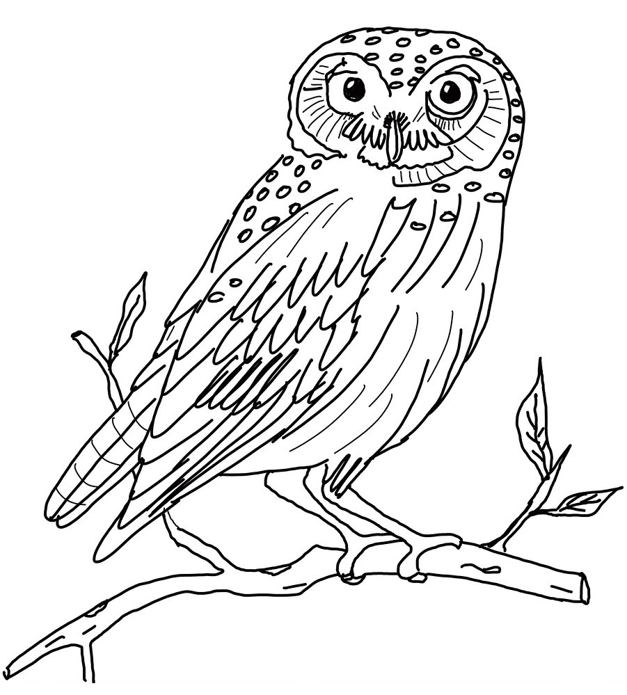 owl-colouring-pages-clipart-best