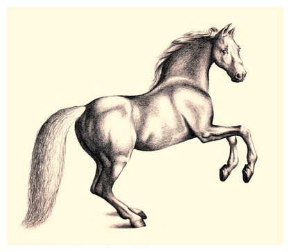 Horse Drawing - Dr. Odd