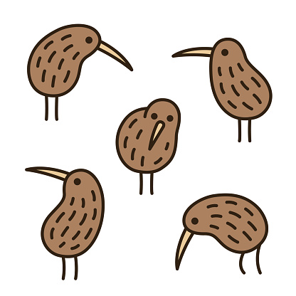 Drawing Of The Cute Kiwi Bird Clip Art, Vector Images ...