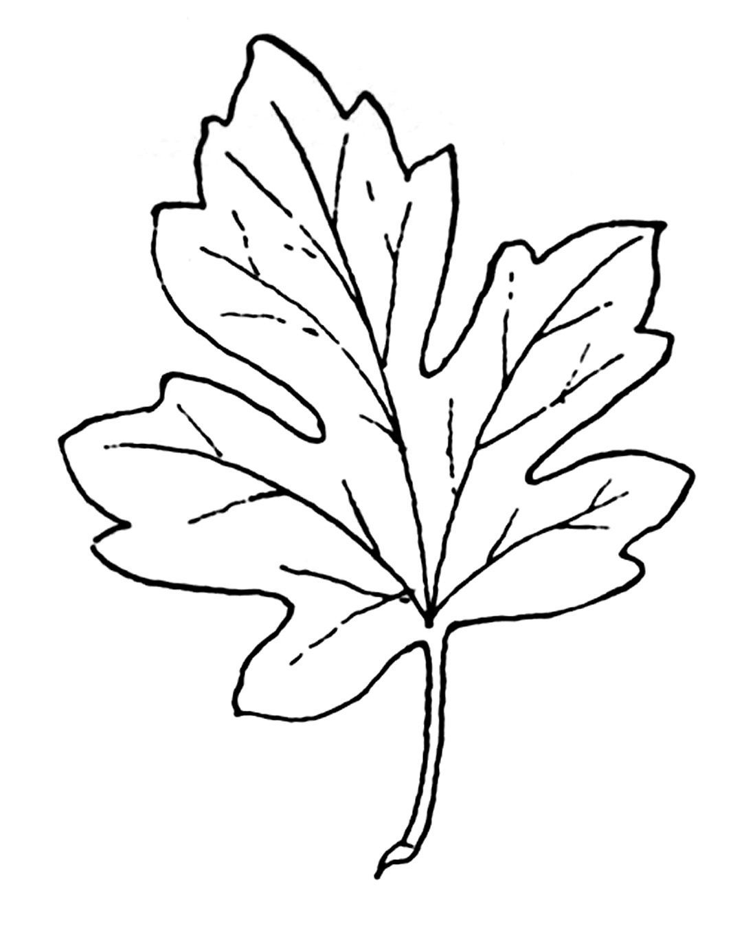 Leaf Clip Art Outline