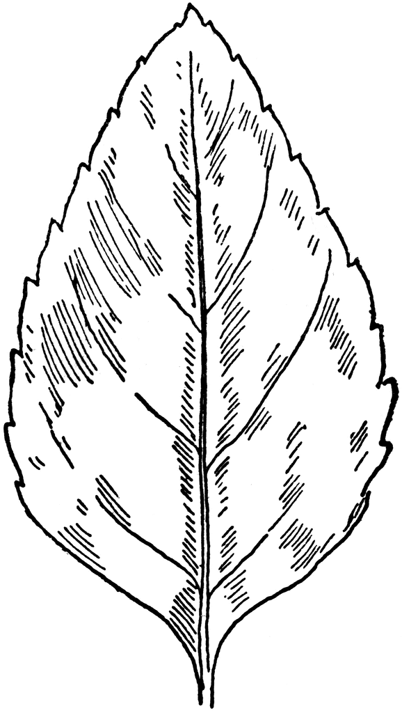 Leaf Line Art