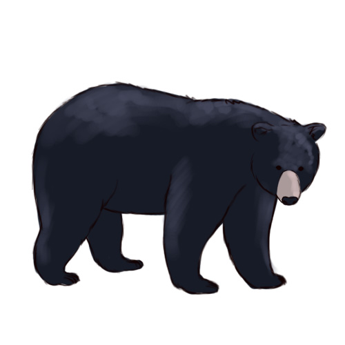 Bear Clip Art Free