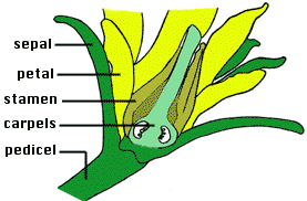 Diagram Of Flower Reproductive System - ClipArt Best