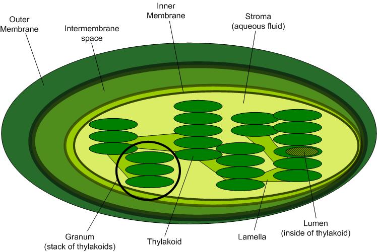 Chloroplast Diagram Simple - Juanribon.com