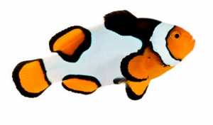 Picasso Clownfish | Clownfish Vietnam