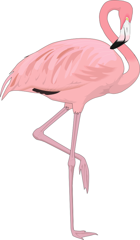 Cartoon Flamingo Png - ClipArt Best