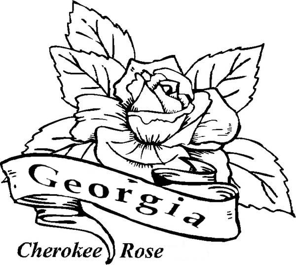 Rose Color Sheet - CartoonRocks.com