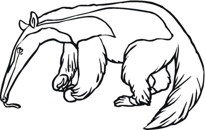 Anteater Drawing - ClipArt Best