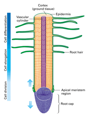 Chapter 34 - The Plant Body - Biology 206 with Serrano-moreno at ...