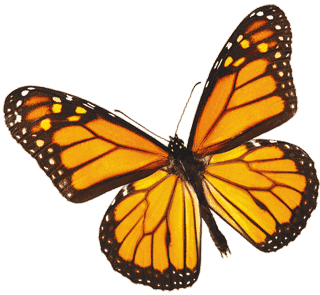 Monarch Butterfly Drawing