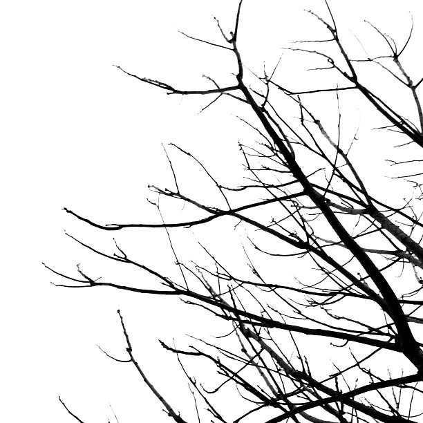 Simple Black And White Tree Branches - Free ...