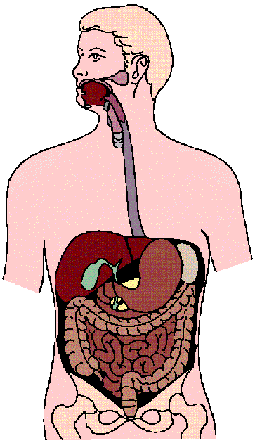 Circulatory System Clipart craft projects, School Clipart ...