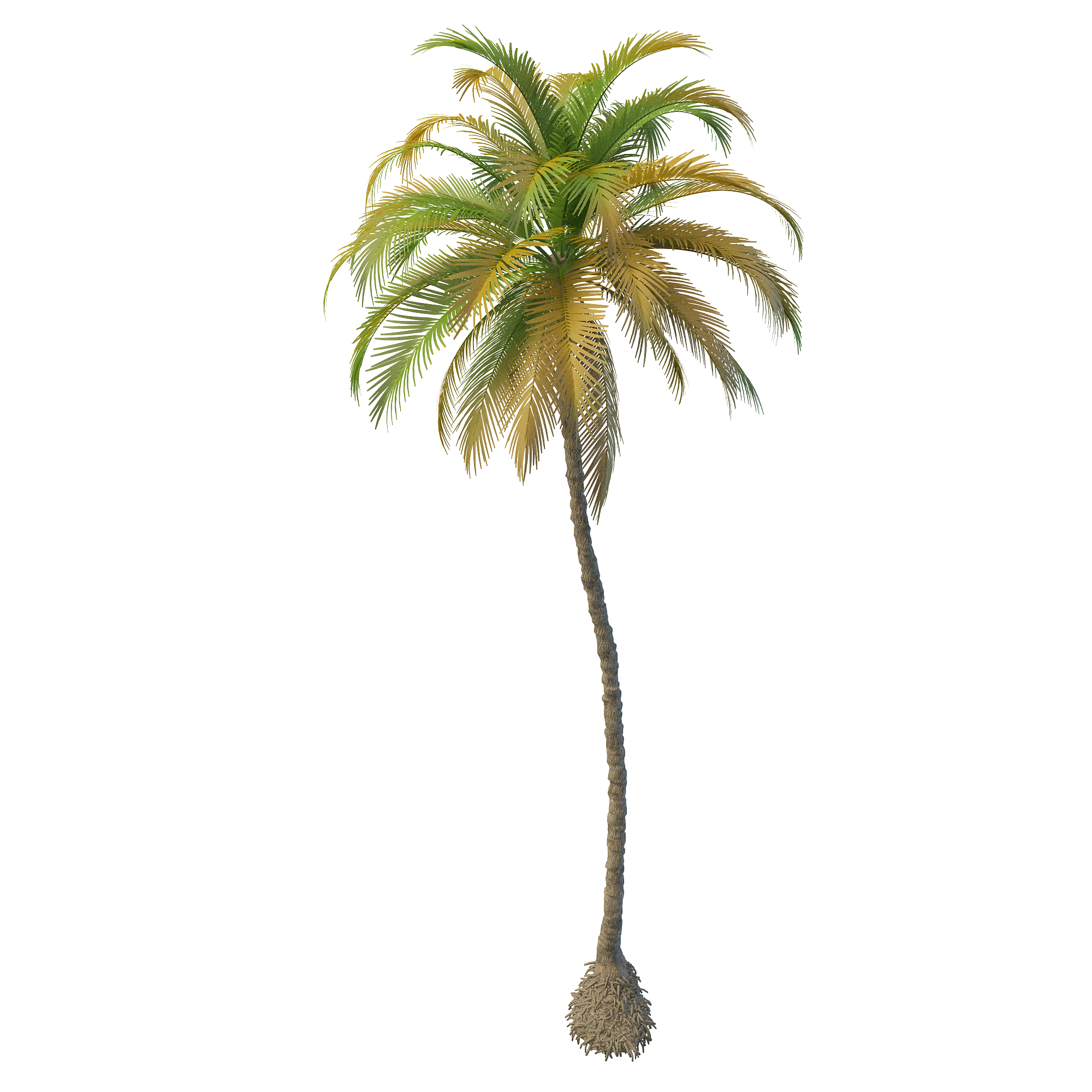 Coconut tree Models- Coconut tree 3d modelä¸¨3dxy.us