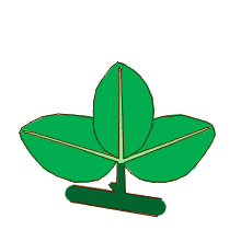 Glossary of leaf morphology - Wikipedia