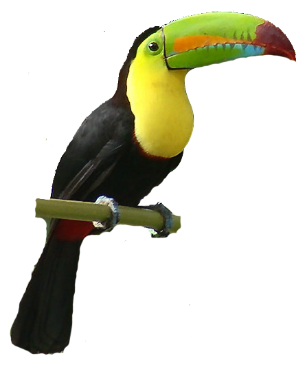 Toucan Clipart