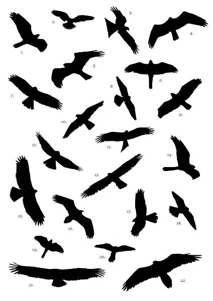 Bird Tattoo Draw - ClipArt Best