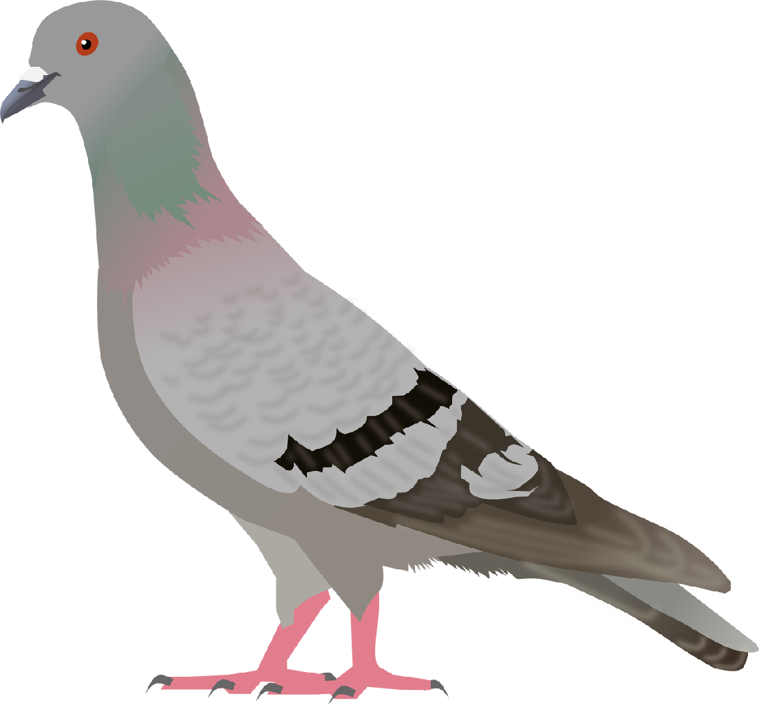 Pigeon Clip Art - Tumundografico