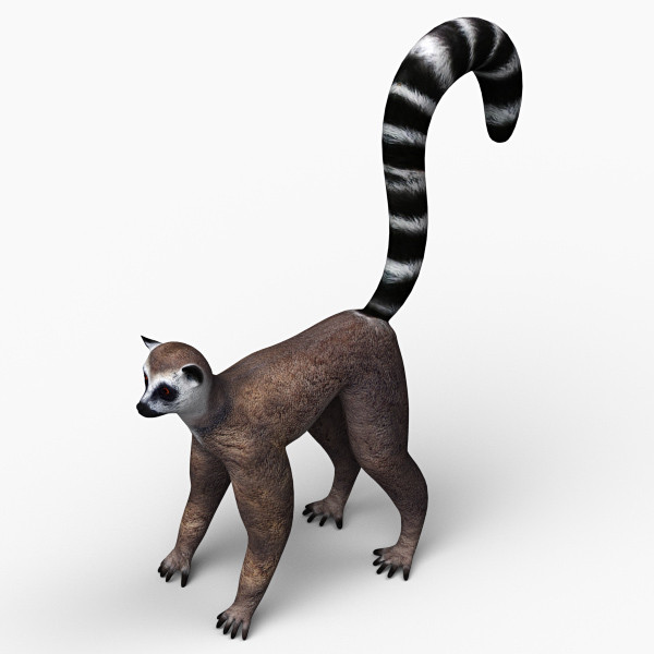 Animated Lemur - ClipArt Best