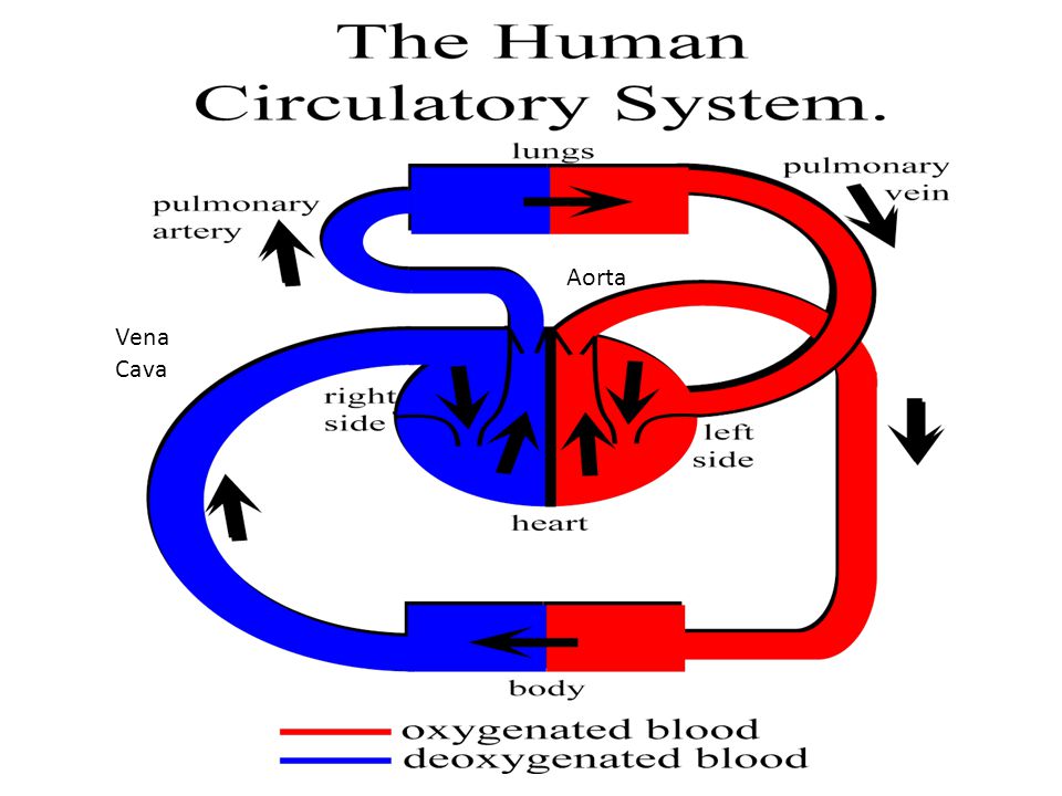 The Circulatory System Learning Objectives: To be able to label ...