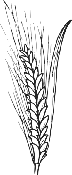 Wheat clip art - vector clip art online, royalty free & public domain