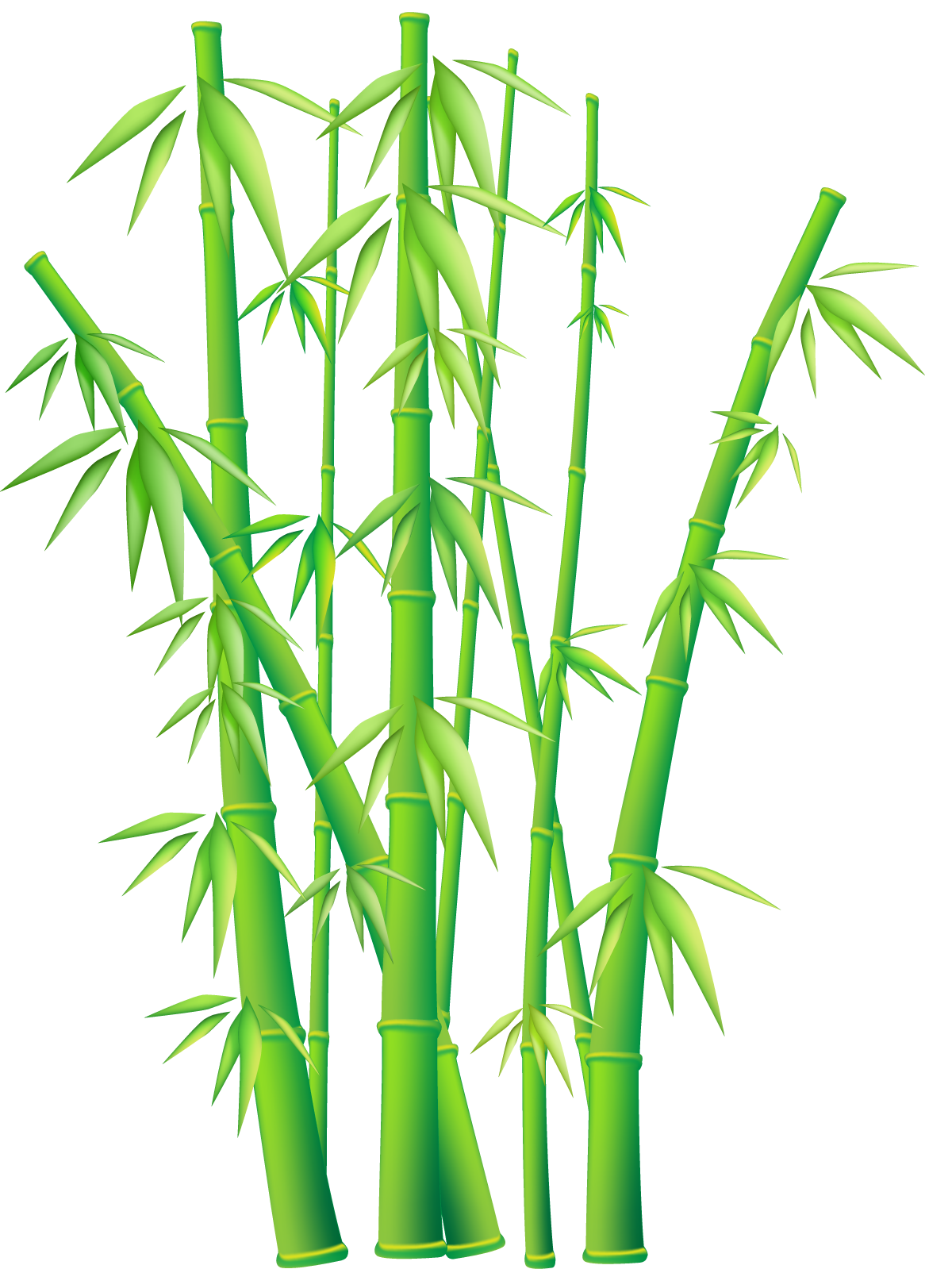 Bamboo Tree Png Clipart Best
