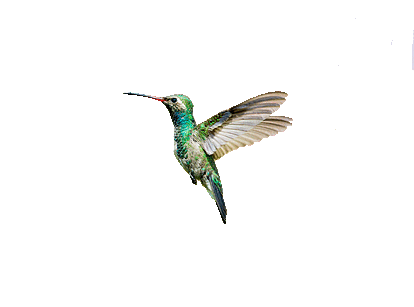 Colibri Magico