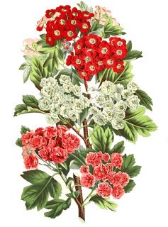 Flower images, Illustrations and Vintage illustrations