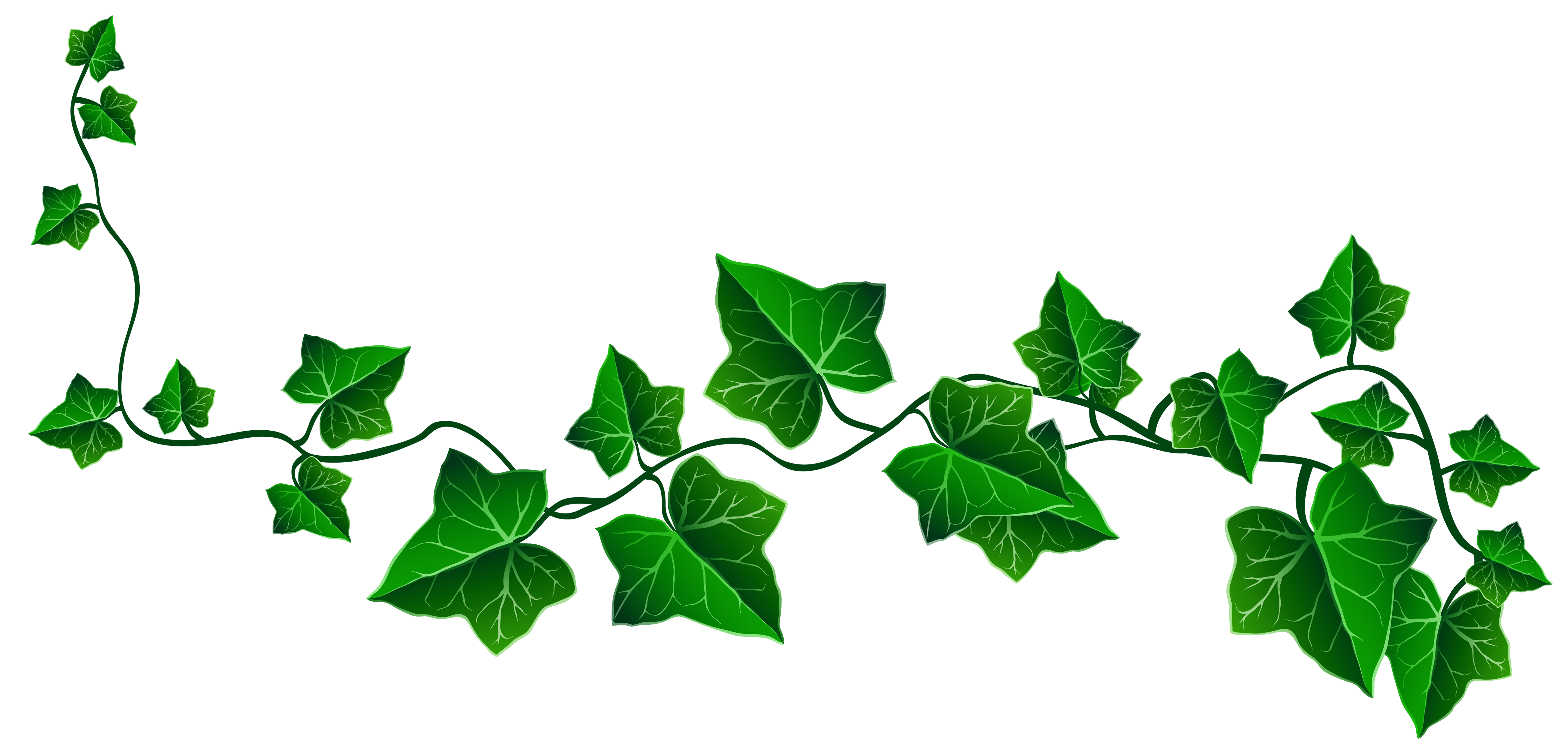 Ivy Clipart | Free Download Clip Art | Free Clip Art | on Clipart ...