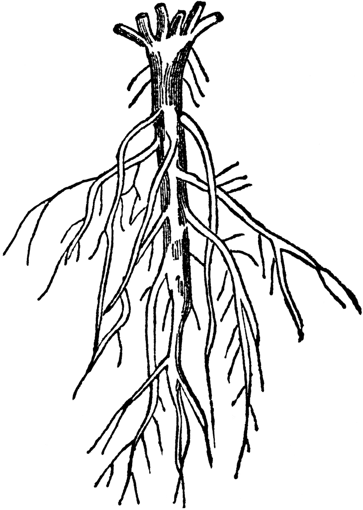 Root clipart