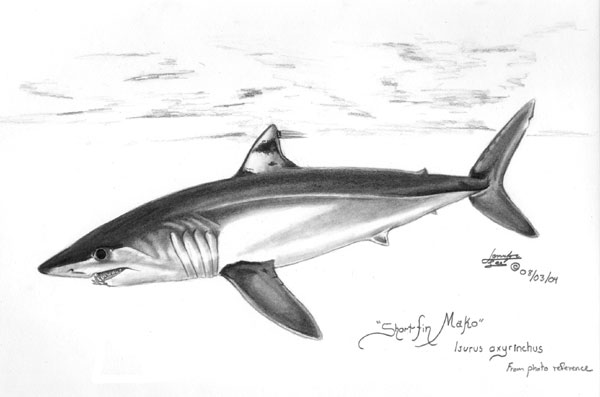 Mako Shark Sketch by SteelJaw on DeviantArt