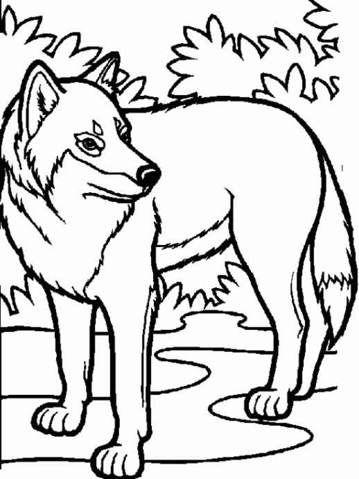 Wolf Coloring Pages For Kids | Animal Coloring pages of ...