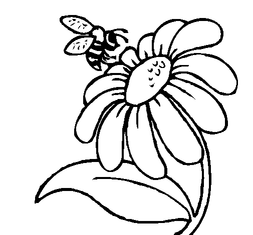 Flower drawing clipart