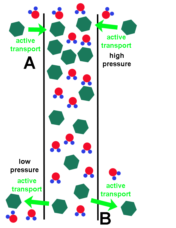 Plant Transport