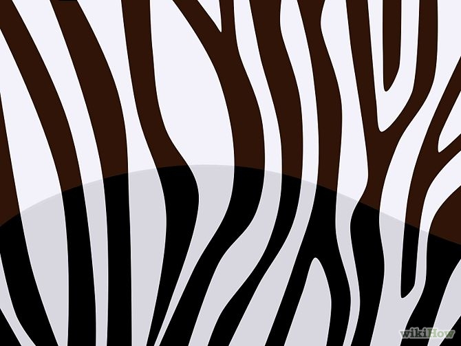 zebra cartoon stripes