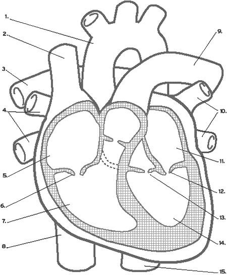 Habits of the Heart: Lessons: Heart Diagram