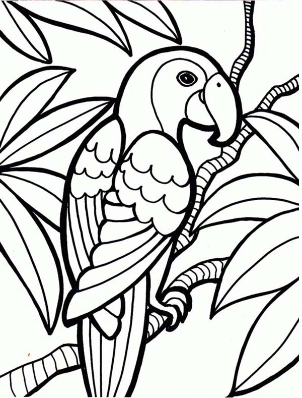 Rainforest Animals And Plants Coloring Pages - Coloring Pages