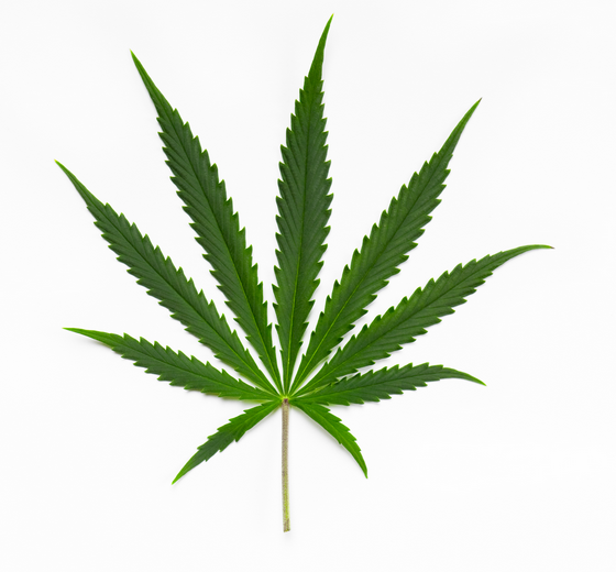 Difference between Cannabis Sativa, Indica and Ruderalis