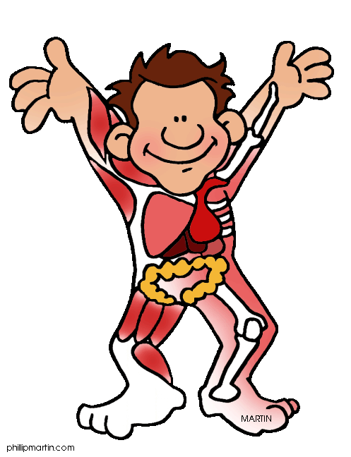 Body Systems Clipart